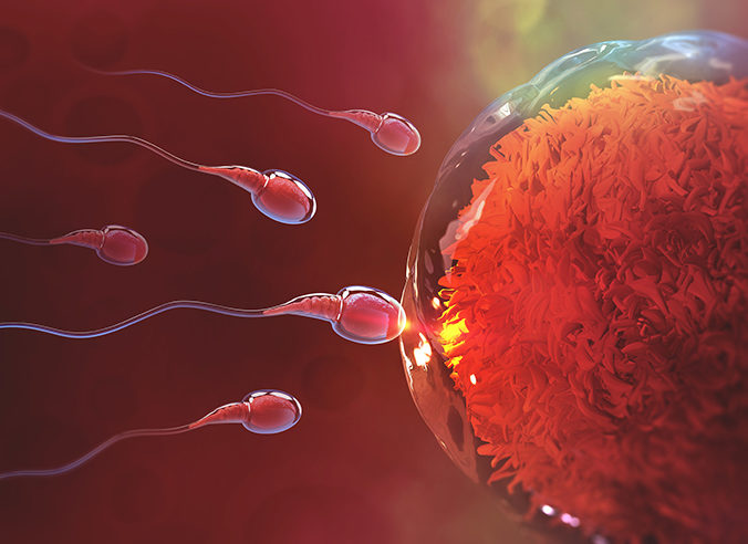 sperm fertilizing egg