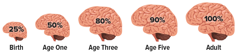 brain sizes